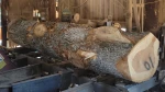 Premium Loblolly Pine Logs Bulk Supply High Quality Timber Export Grade Material