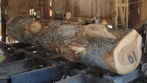 Premium Loblolly Pine Logs Bulk Supply High Quality Timber Export Grade Material