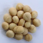 Premium South African Macadamia Nuts | Raw Kernel & Nut in Shell | Bulk Wholesale Supplier