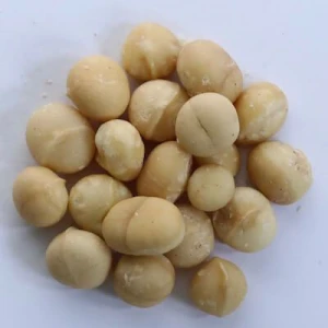 Premium South African Macadamia Nuts | Raw Kernel & Nut in Shell | Bulk Wholesale Supplier