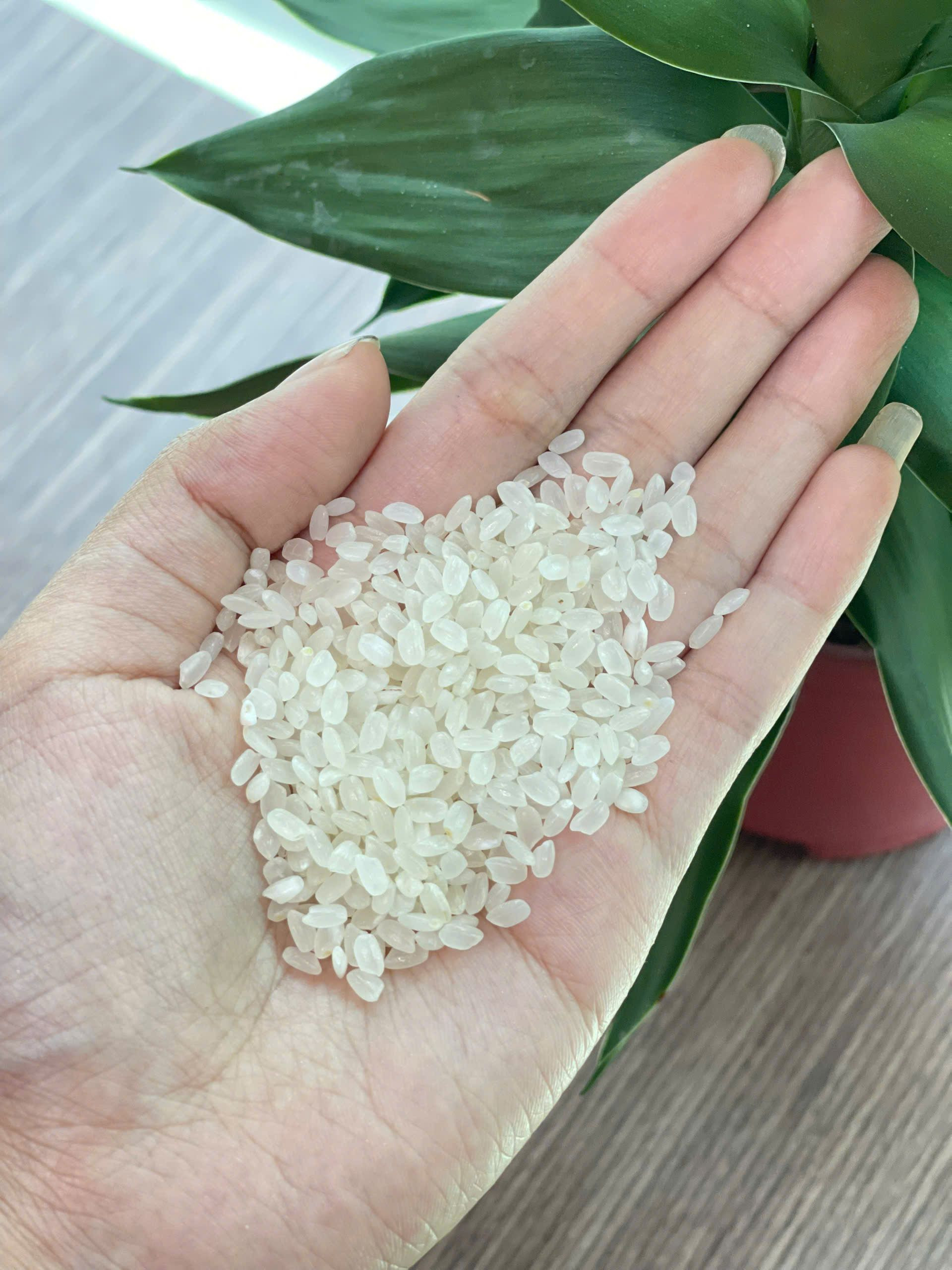 Buy Japonica Rice from Tien Giang Rice Co., Ltd, Vietnam | Tradewheel.com