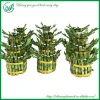 2-8 layers tower lucky bamboo natural evergreen ornamental plants