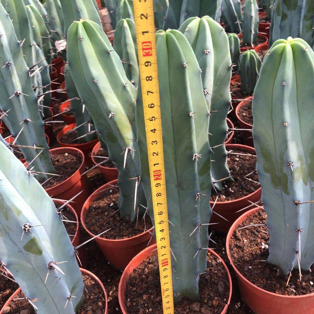20-30cm  Blue  Cereus  mini indoor succulent nursery cactus plant online