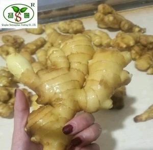 2016 Chinas exporters of ginger/Fresh Ginger
