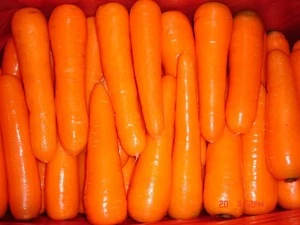 2018 new season market price sale  of  fresh carrot
