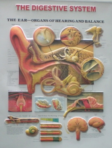 3D Anatomical Wall Map of Digestive System  Anatomical chart of human organs