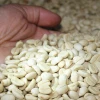 Arabica Green Coffee Bean from Vietnam High Quality