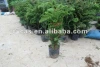 Araucaria Plants