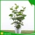 Import artificial green ornamental plant indoor and outdoor from China