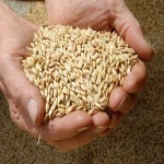 Barley For Sale