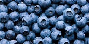 Blueberry  Fresh Berries