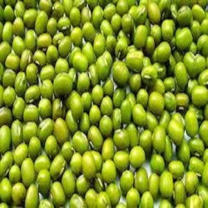 Bulk Sale Indian Dried Green Millet / Green Millet in Cheap For Human And Animal Consumption
