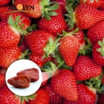 Candied Preserved Dried fruit strawberry for sale