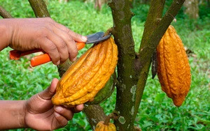 Cheap Raw Cacao Beans/Cocoa