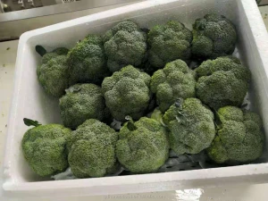 China High quality Delicious iqf Frozen dried Fresh broccoli