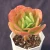 Import China nursery any of various succulent plants having flower-like stems from China