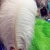Import china wholesale very large ostrich feather white for decoration from China