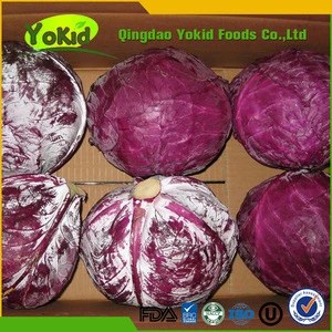 Chinese New Harvested Fresh Cabbage With HACCP