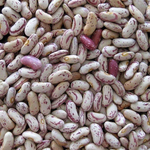 Chinese raw long red wholesale kidney beans dark red