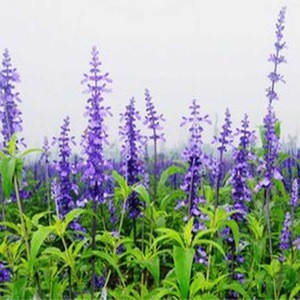 Chinese Wholesale Health Lavender Flower Tea