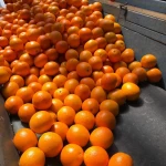 Citrus Fruit Product Type and 44/48/56 Size (cm) Egyptian navel orange