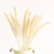 Custom Colors Natural Preserved Coral Dried Pampas Grass Decorations Large Dry Pressed Flower