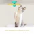 Import Dropshipping Pet supplies Cheap funny cat toys interactive cat toy from China