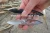 Import EDC Gear Outdoor Creative Multitool Folding Keychain Bottle Opener Knife from China