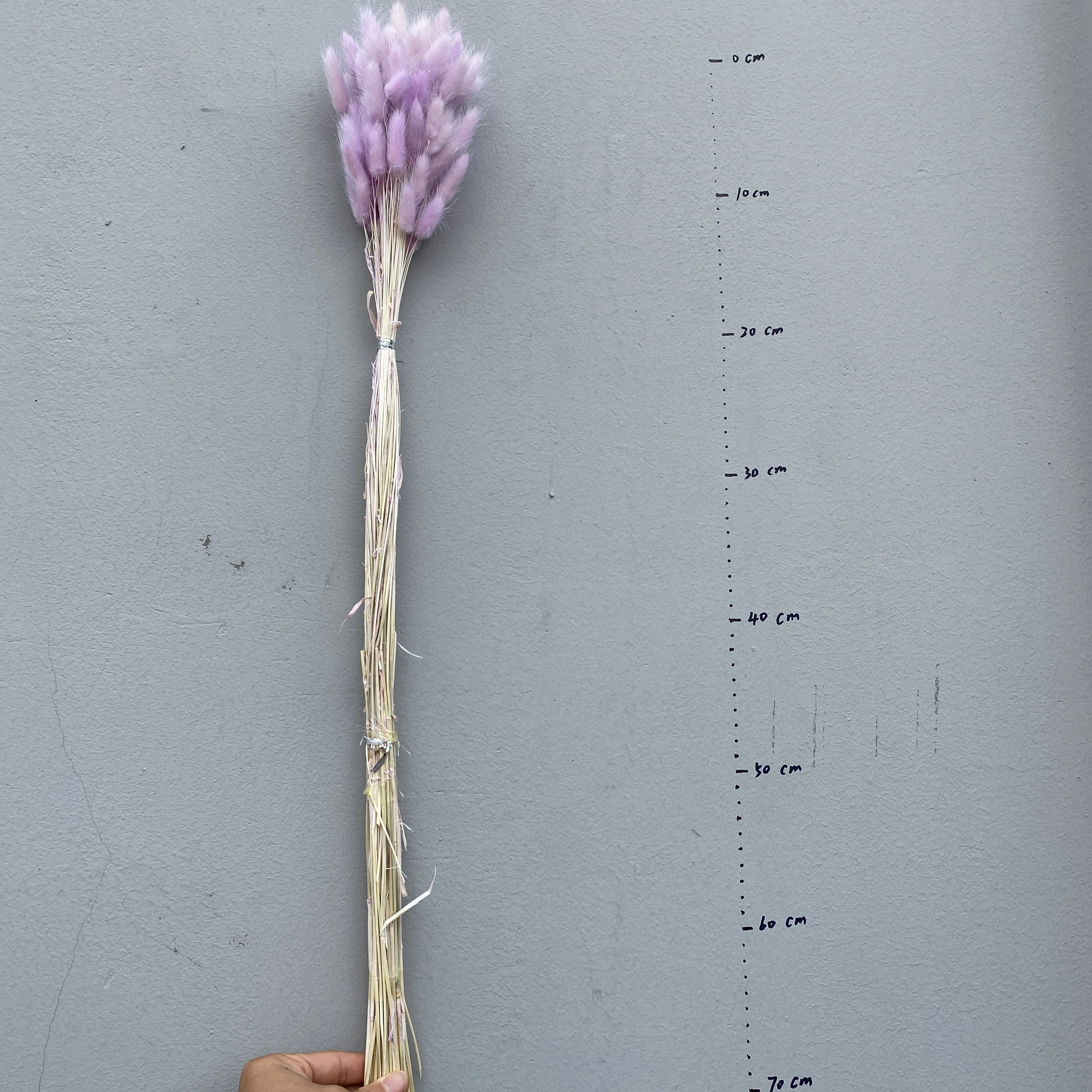 Factory Direct Supply Dried Flower Natural Lagurus Ovatus As Bridal Bouquet