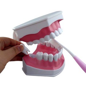 Factory Supplier small teeth model/teeth care model/dental model