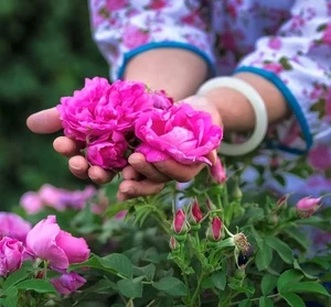 Free Sample Organic  Blooming Rose Flower Tea
