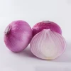 Fresh agricultural product myanmar fresh red onion from China