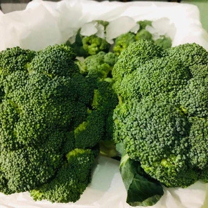 Fresh Broccoli/ Wholesale bulk fresh broccoli price