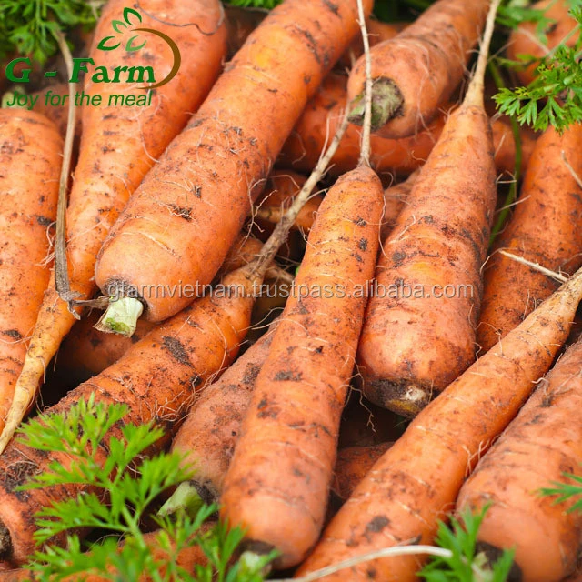 Fresh carrot in newest crop 2020 with competitive price size S, M, L package in carton 10kg net weight orgin from Vietnam