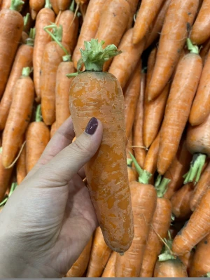 Fresh Carrot Newest Crop 2020  Vietnam +84 911 735 511