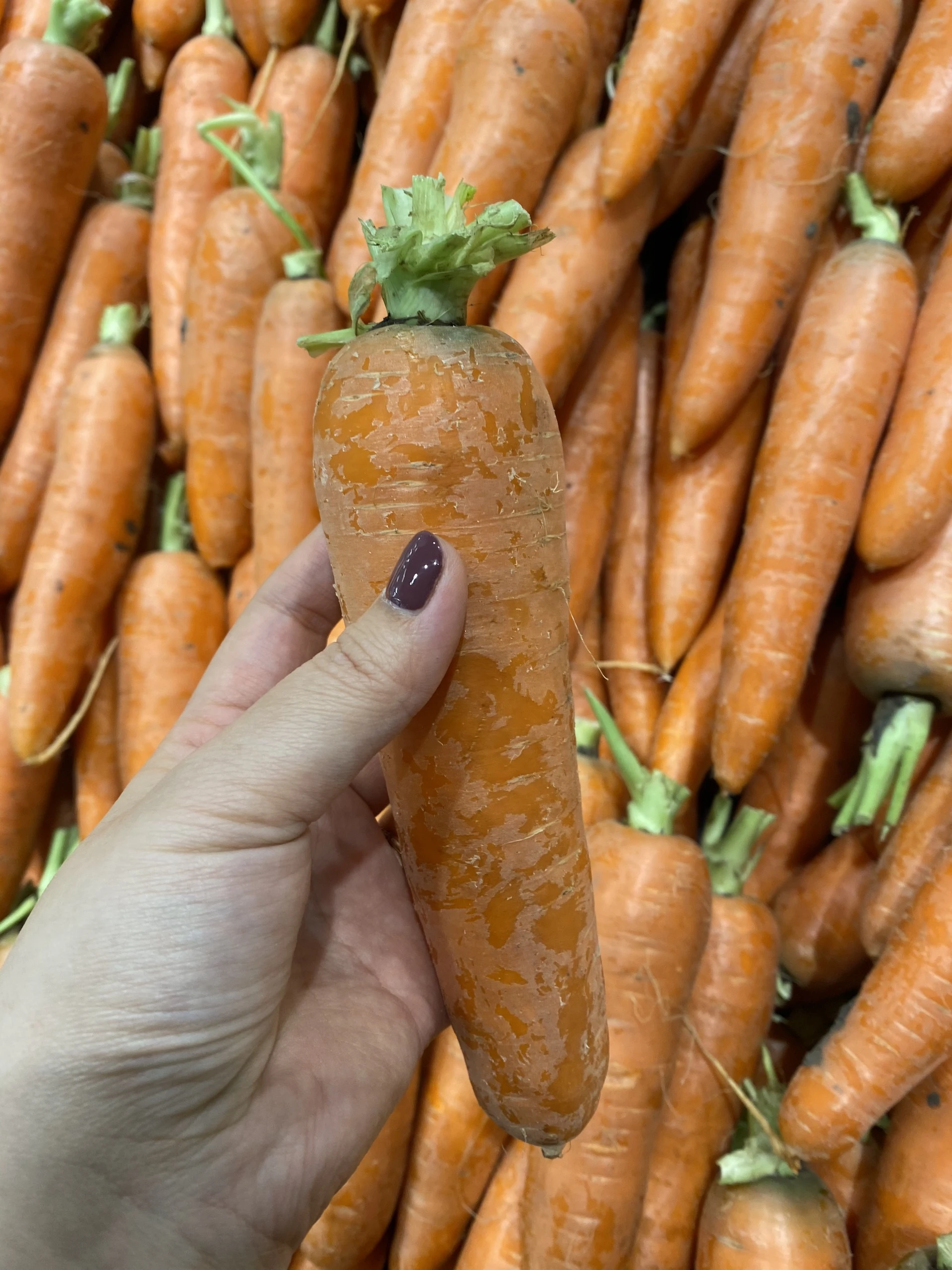 Fresh Carrot Newest Crop 2020  Vietnam +84 911 735 511