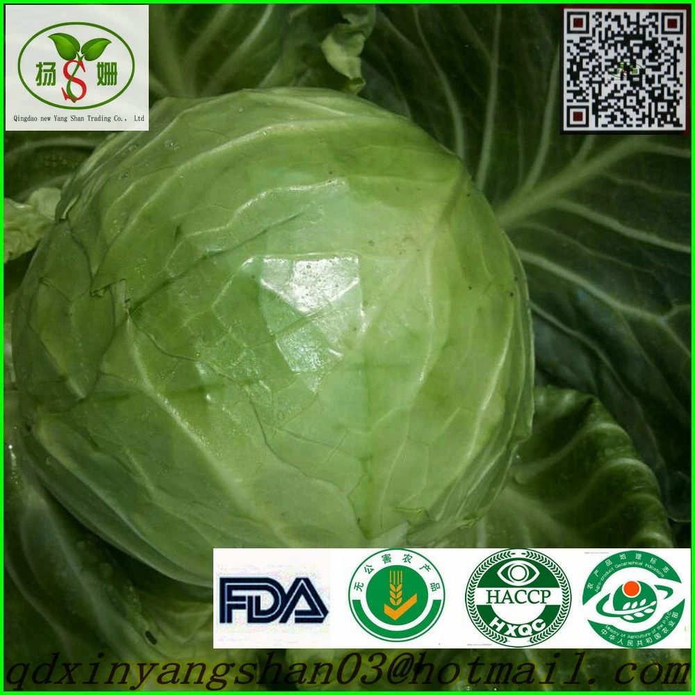 Fresh Chinese Cabbage for wholesale  new crop high quality organic cabbage
