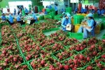 FRESH DRAGON FRUIT FOR SALE, CHEAP Price , Agrogreen vietnam