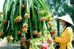 Fresh Dragon Fruit White Flesh Vietnam