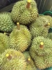 Fresh Durian
