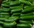 Import Fresh egyptian Cucumber high quality from USA
