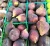 Import Fresh Fig Fruits. from USA