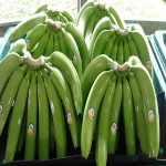 FRESH GREEN CAVENDISH BANANA/HIGH GRADE BANANAS