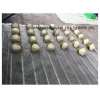 Fresh green young coconut Top quality best price coconut for wholesales