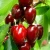 Import Fresh Sweet Cherry / Fresh Cherry Fruit /Red Cherry from Germany