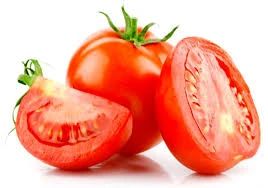 Fresh tomato export prices high quality with best price
