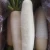 Import Fresh White Radish from South Africa