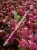 Import FROZEN DRAGON FRUIT PUREE LOW PRICE from Vietnam