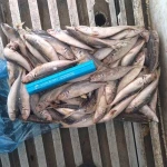 Frozen horse mackerel for canned food health seafood