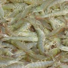 Frozen Whole White Vannamei Shrimp